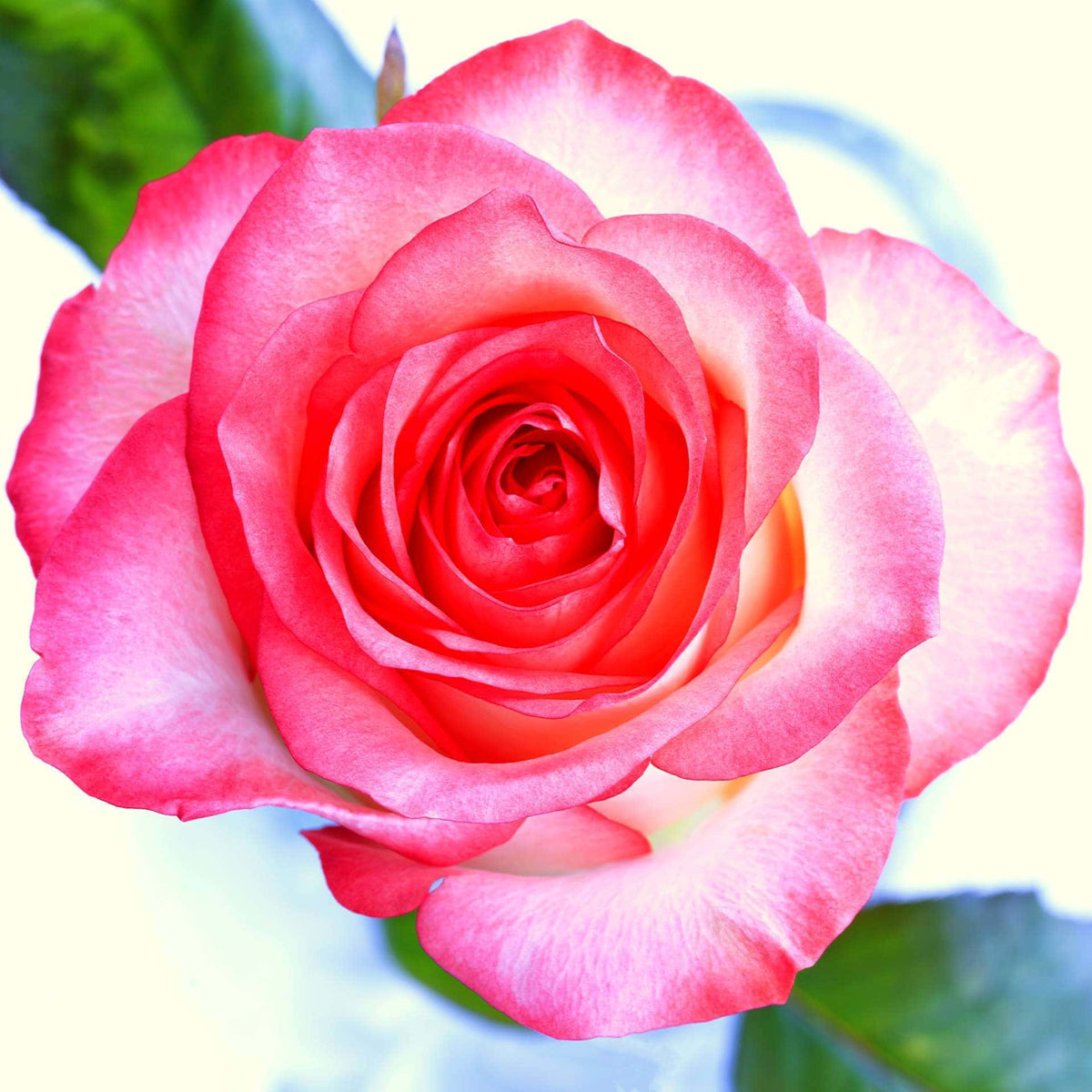Rose Verveine – Eau de Toilette