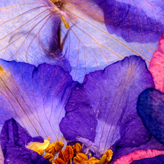 Lavande Iris – Eau de Toilette
